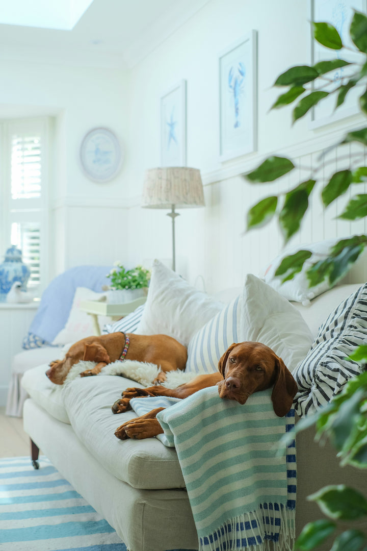 Pet-Friendly and Stylish: Home Decor That Works for You and Your Pets
