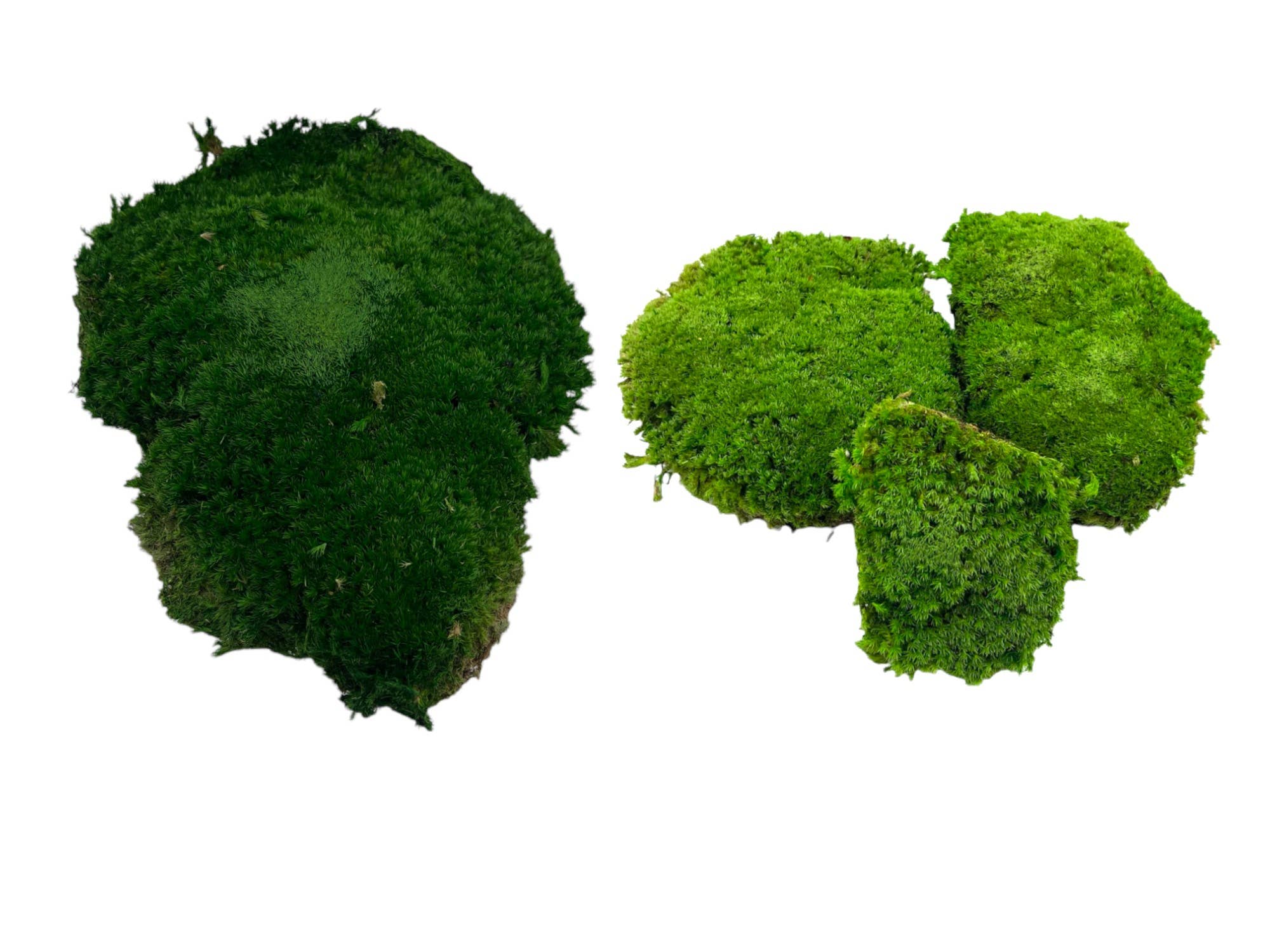 Dried Preserved Green Mood Moss 1lb Box