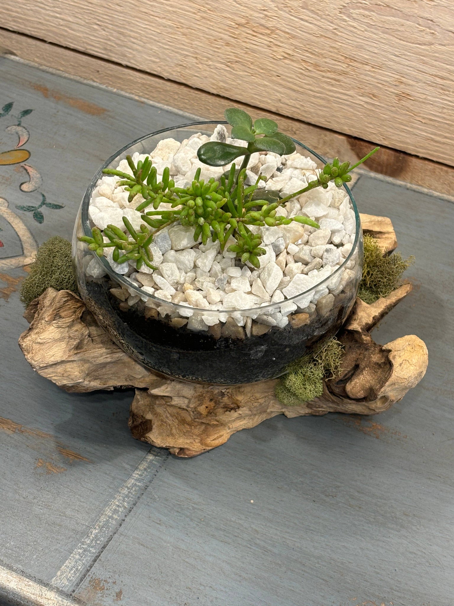 Succulent Dish/Terrarium Hand Blown Glass on Driftwood *