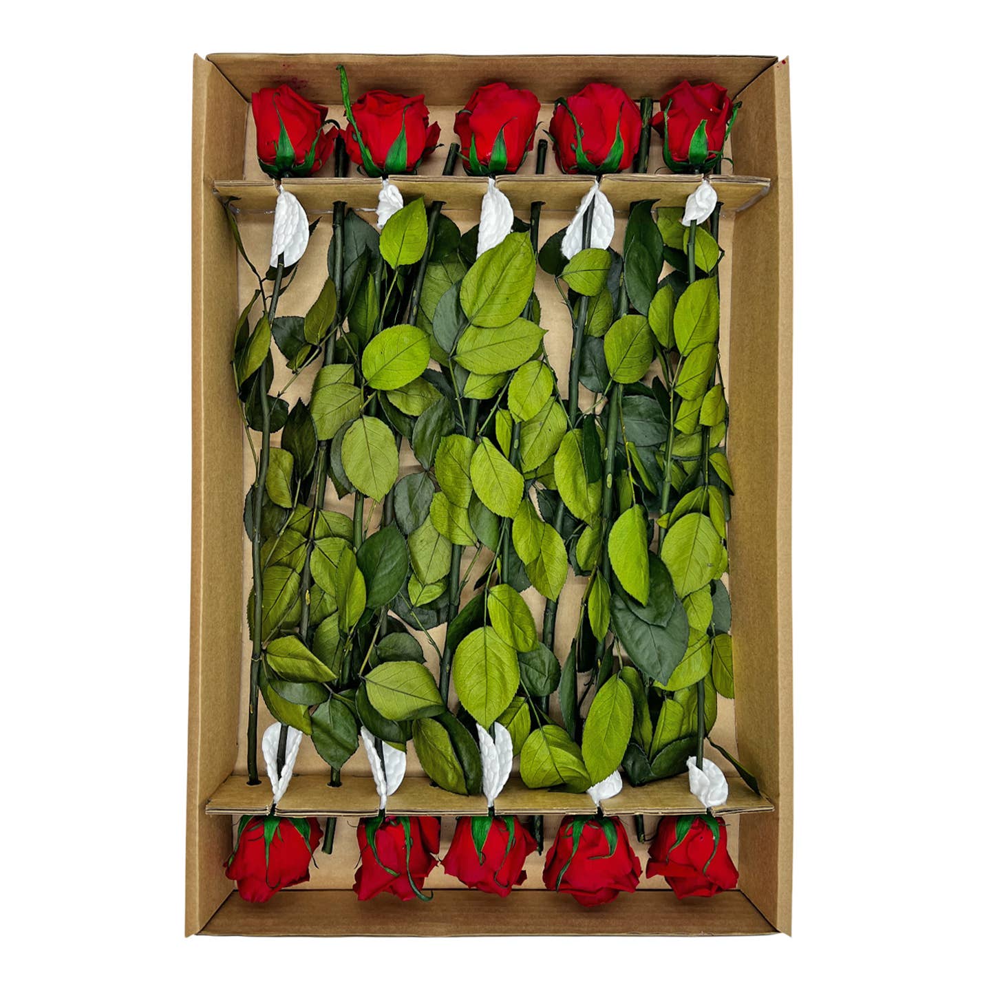 12, 16 Inch Long Premium Preserved Real Red / White Roses