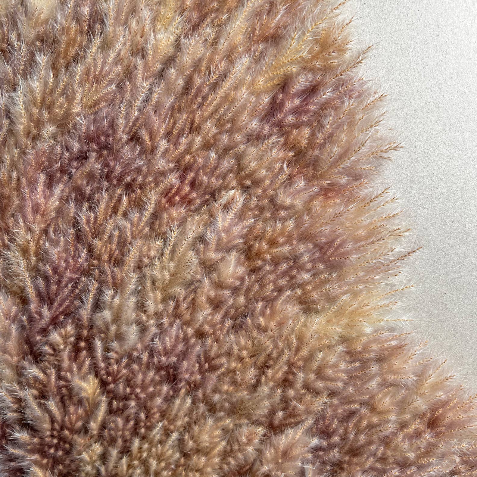 Angel Wing Wall Art Made From Preserved Pampas Grass 40"