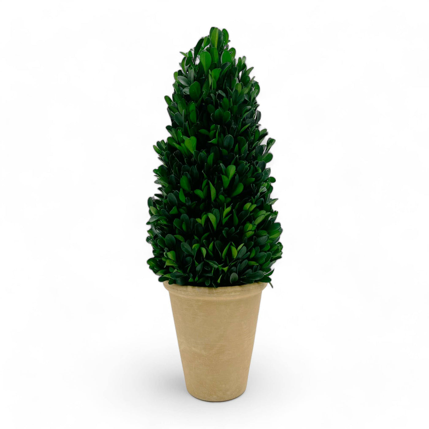 Preserved 16 Inch Green Boxwood Cone Topiary Plant in Pot