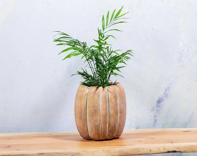 Cement Pumpkin Planter *