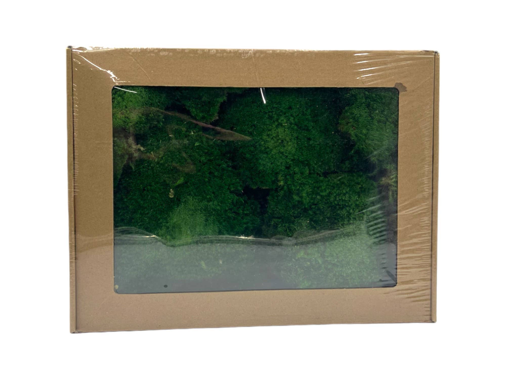 Dried Preserved Green Mood Moss 1lb Box