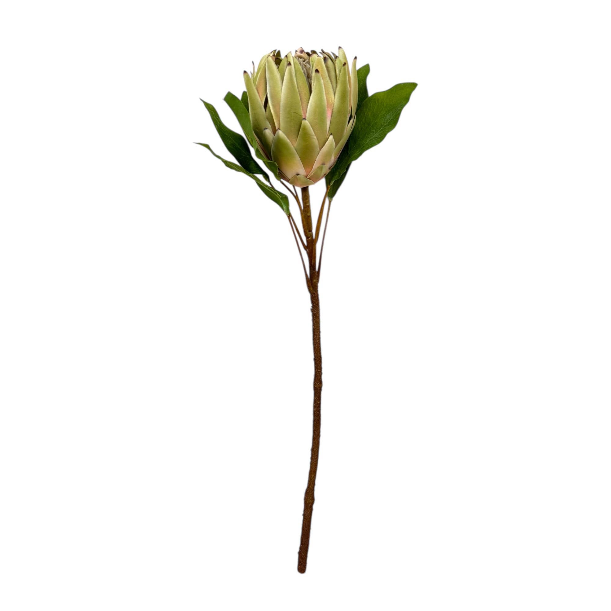 24"Large Extra Bloom Artificial King Protea *