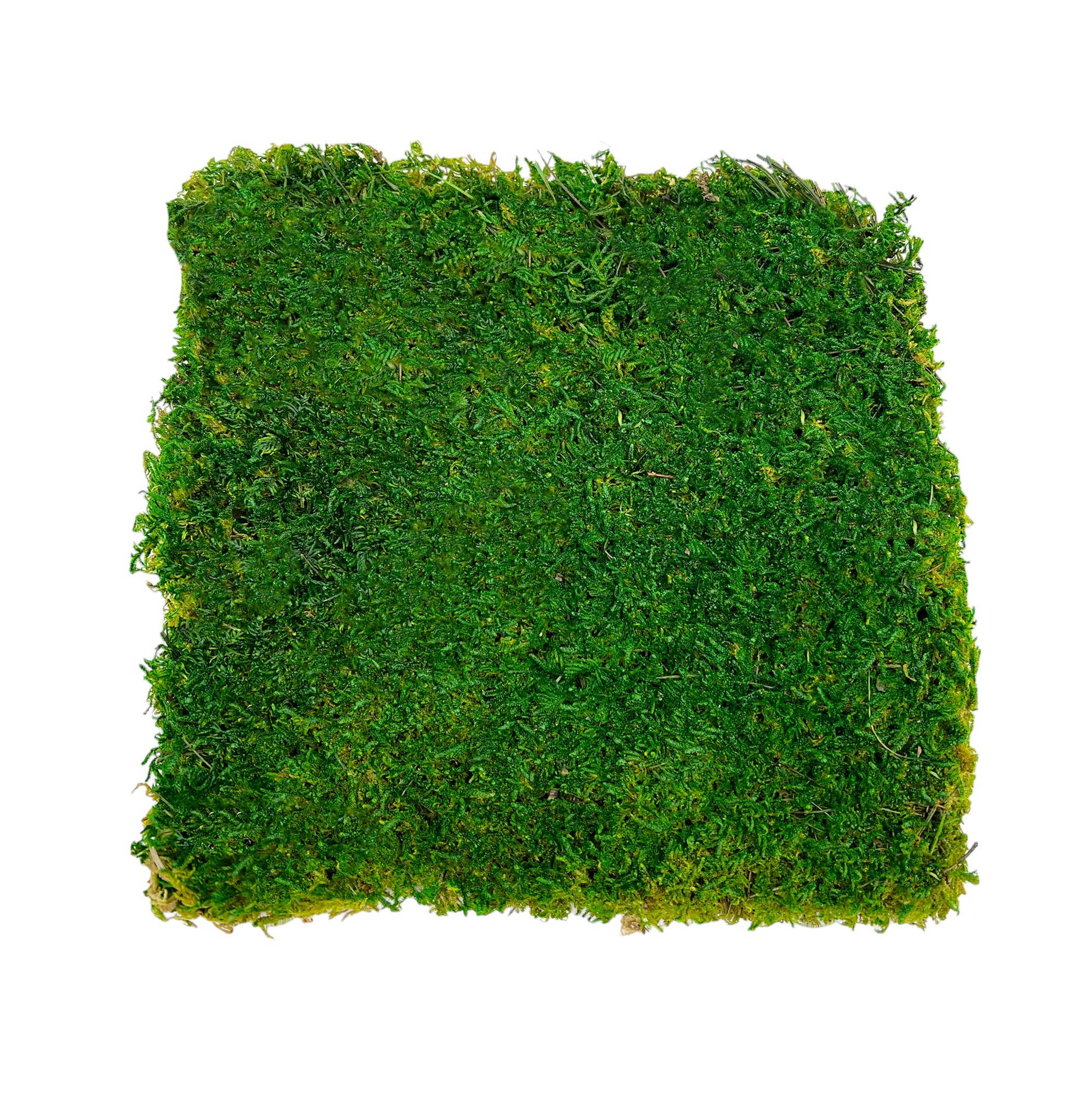Box of 2 12 inch Sheets of Preserved Flat Moss