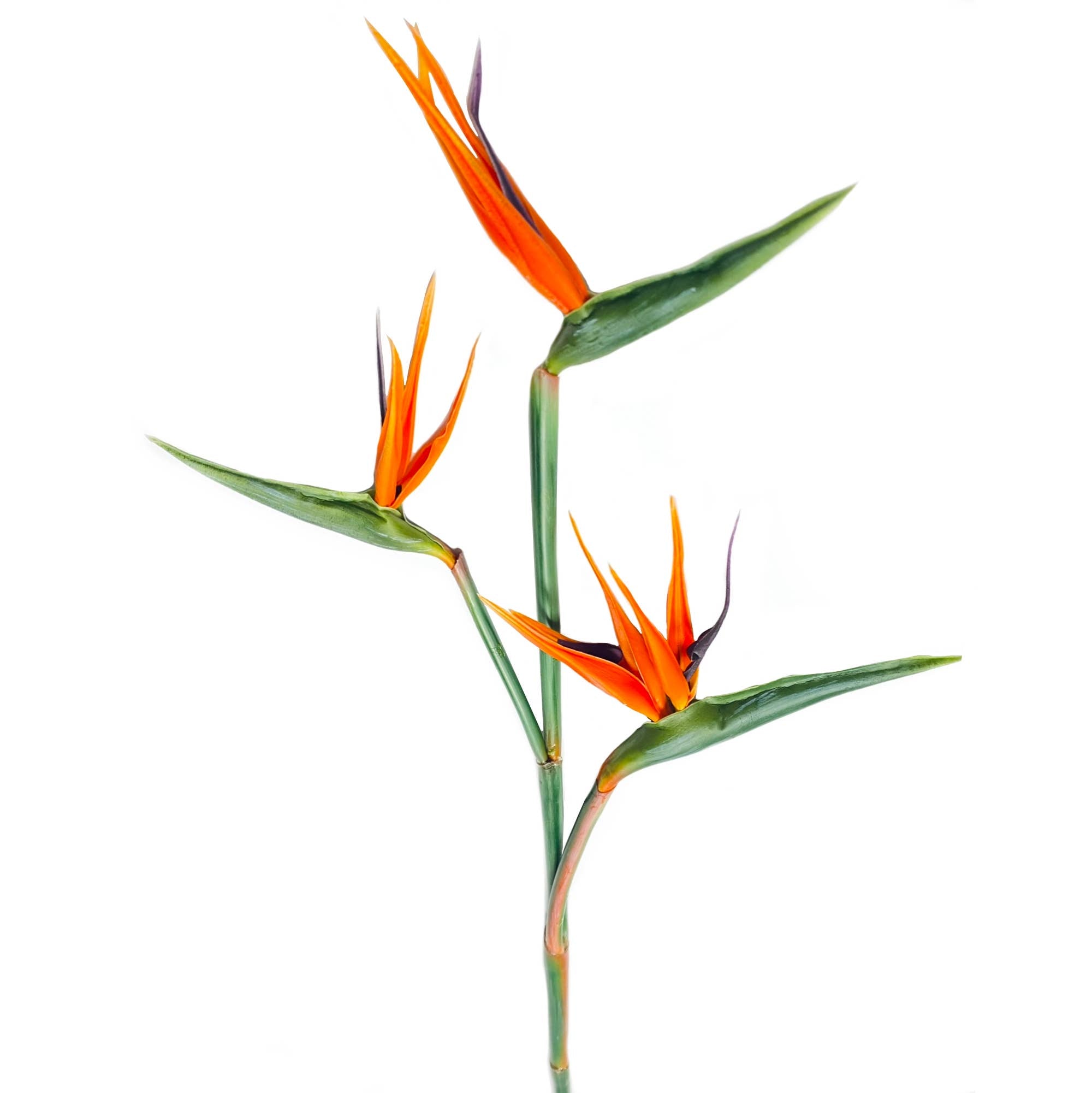 Extra Large-3 Blooms-Real Touch Bird of Paradise-36"Long