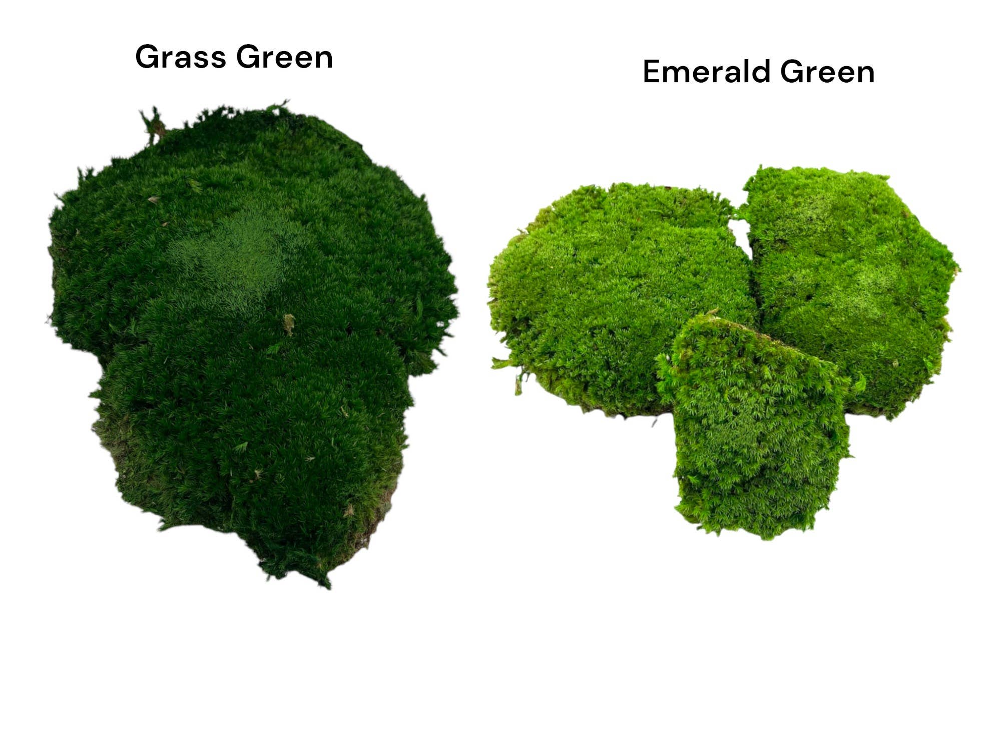 Dried Preserved Green Mood Moss 1lb Box