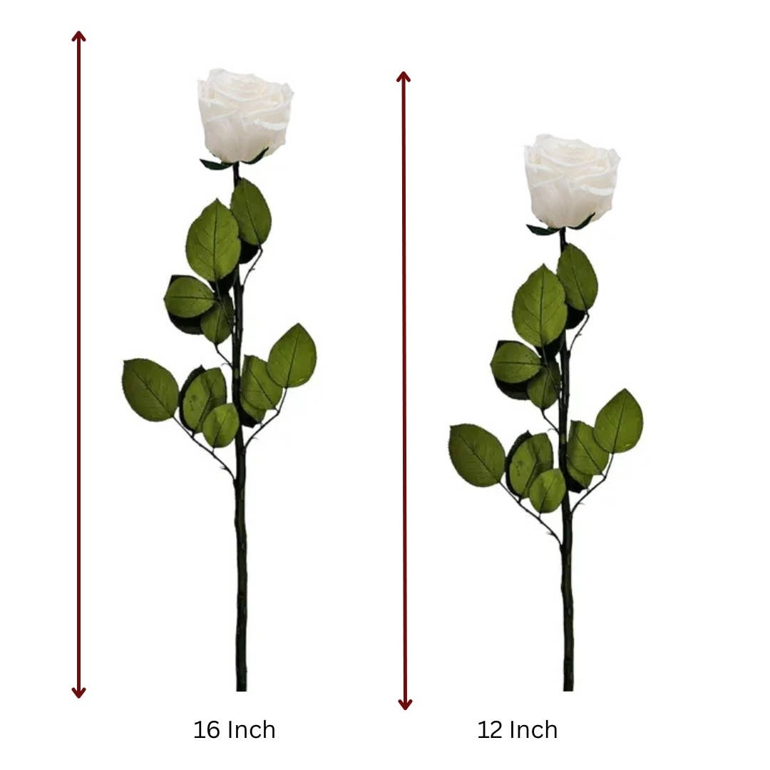 12, 16 Inch Long Premium Preserved Real Red / White Roses
