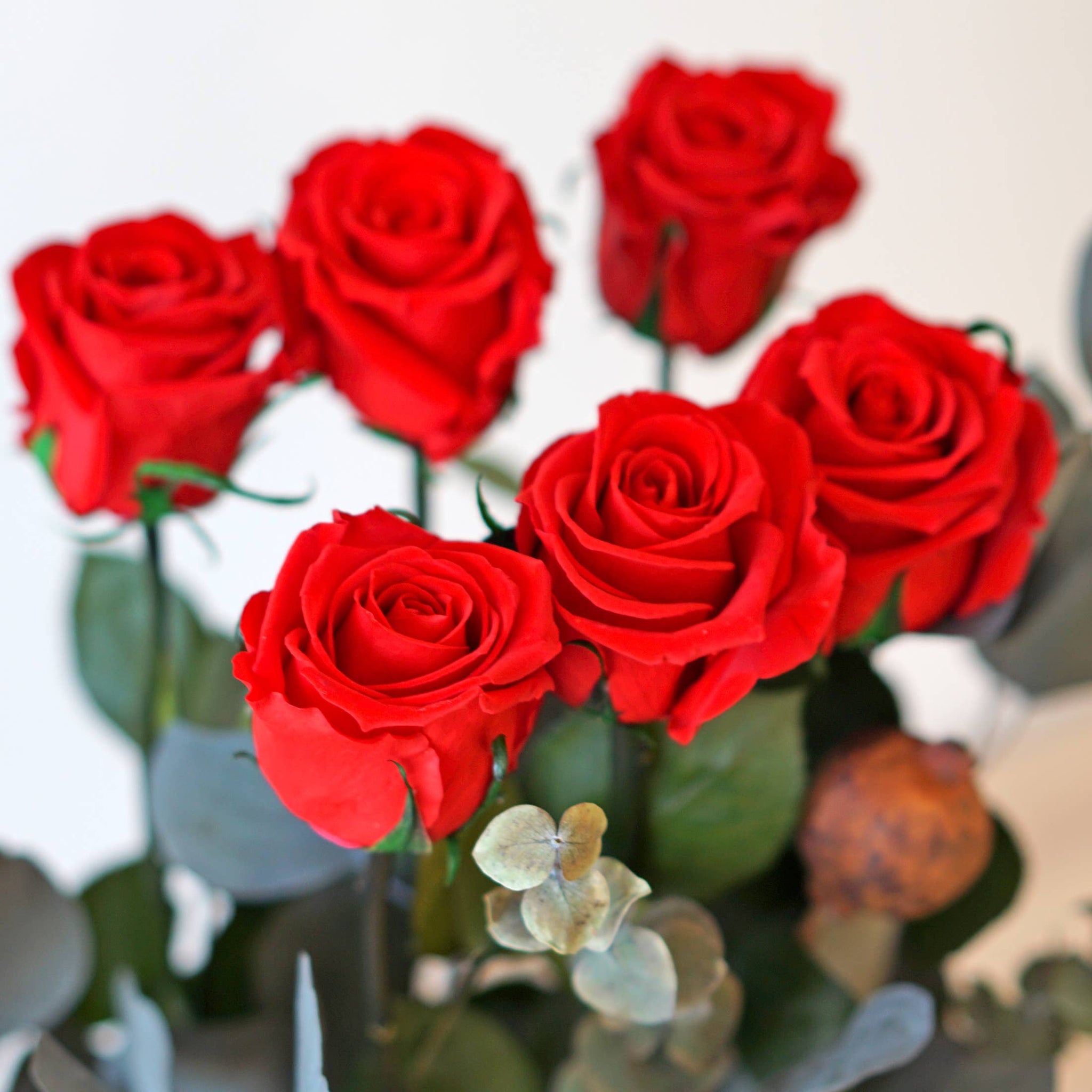 12, 16 Inch Long Premium Preserved Real Red / White Roses