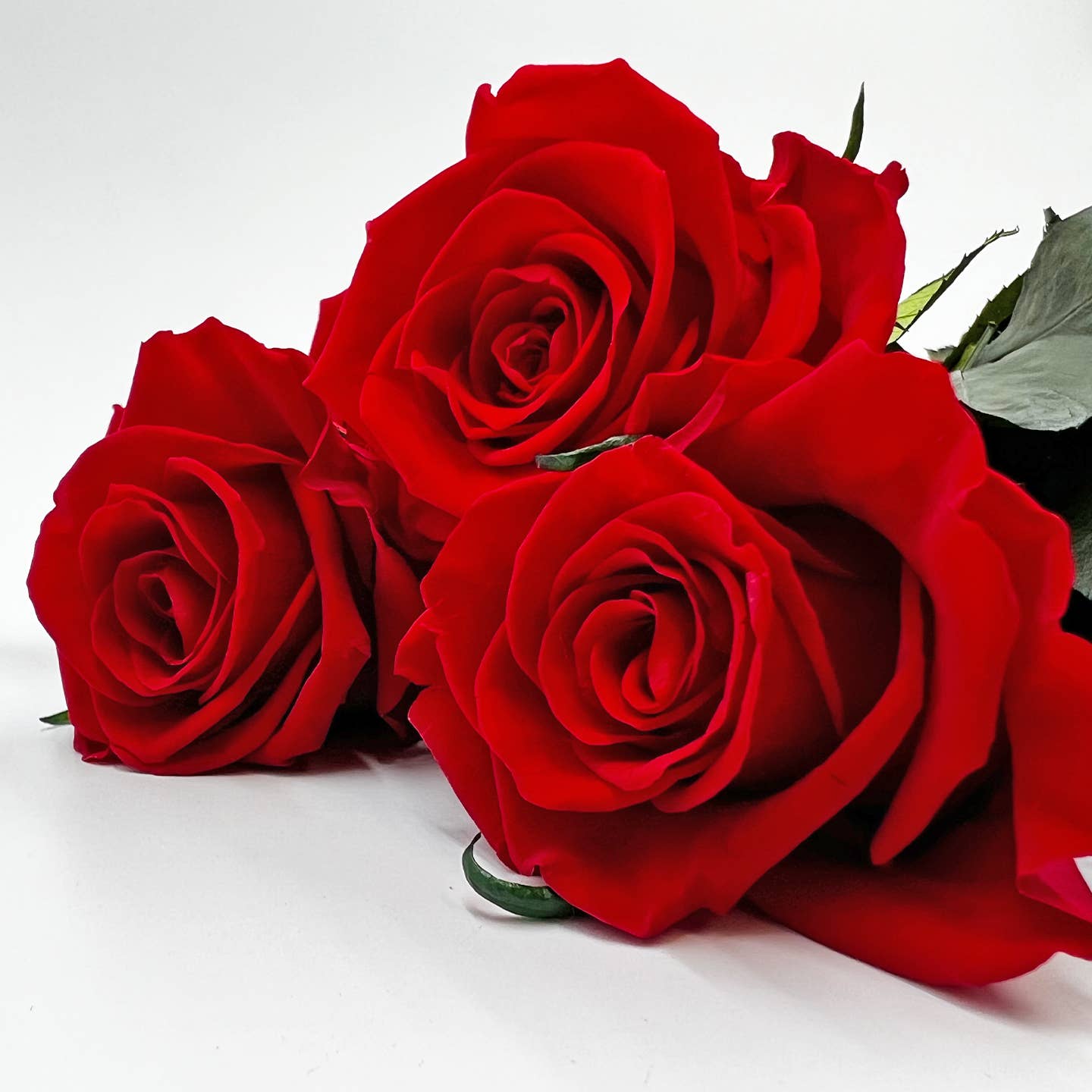 12, 16 Inch Long Premium Preserved Real Red / White Roses