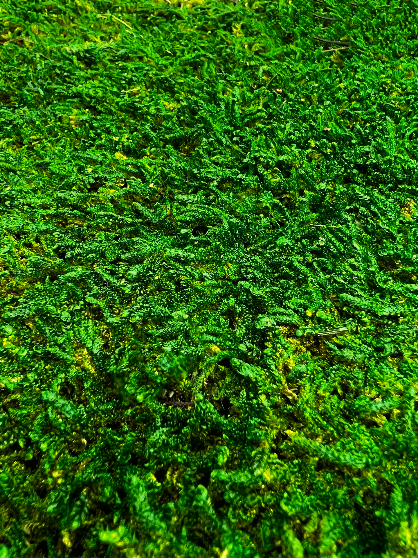 Box of 2 12 inch Sheets of Preserved Flat Moss