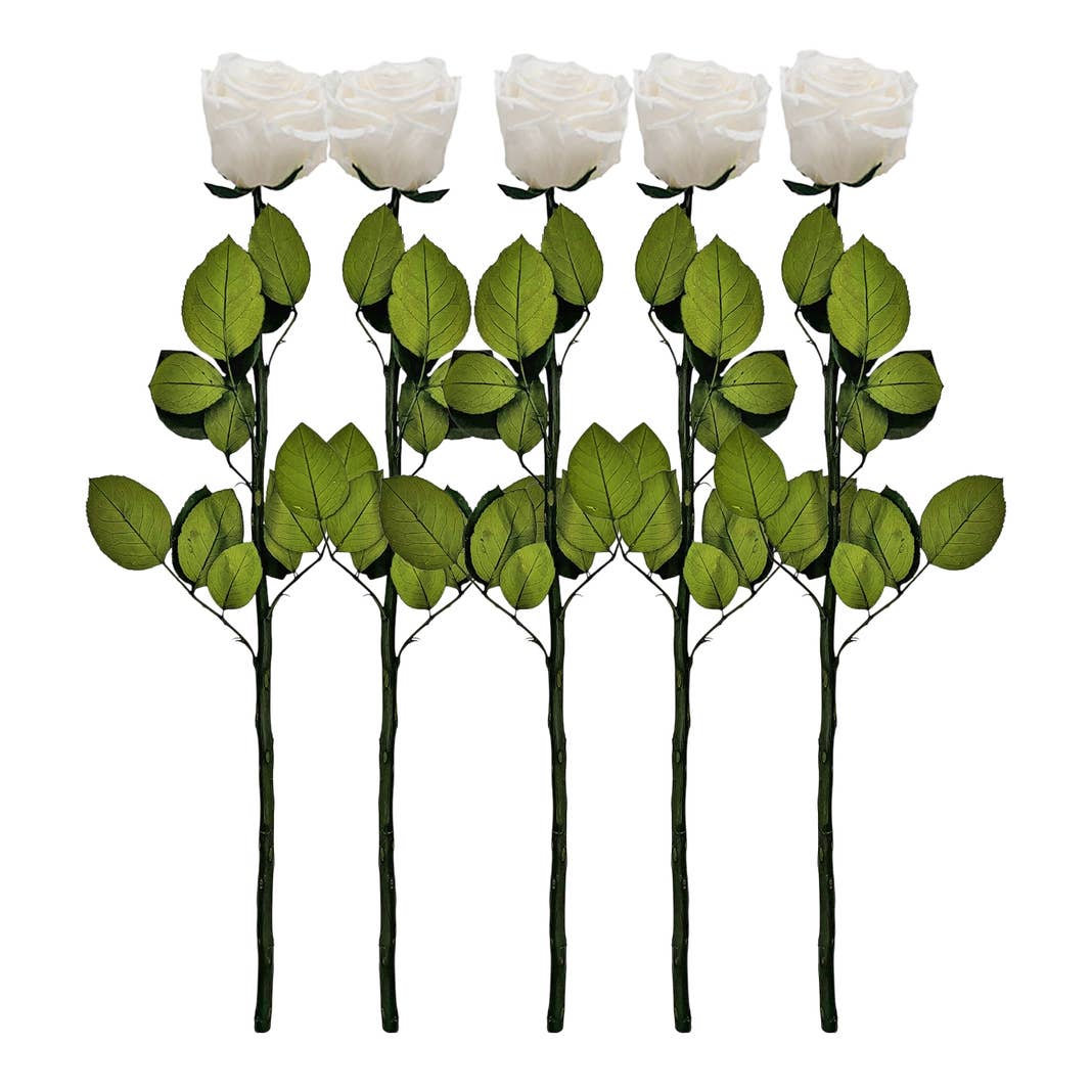 12, 16 Inch Long Premium Preserved Real Red / White Roses