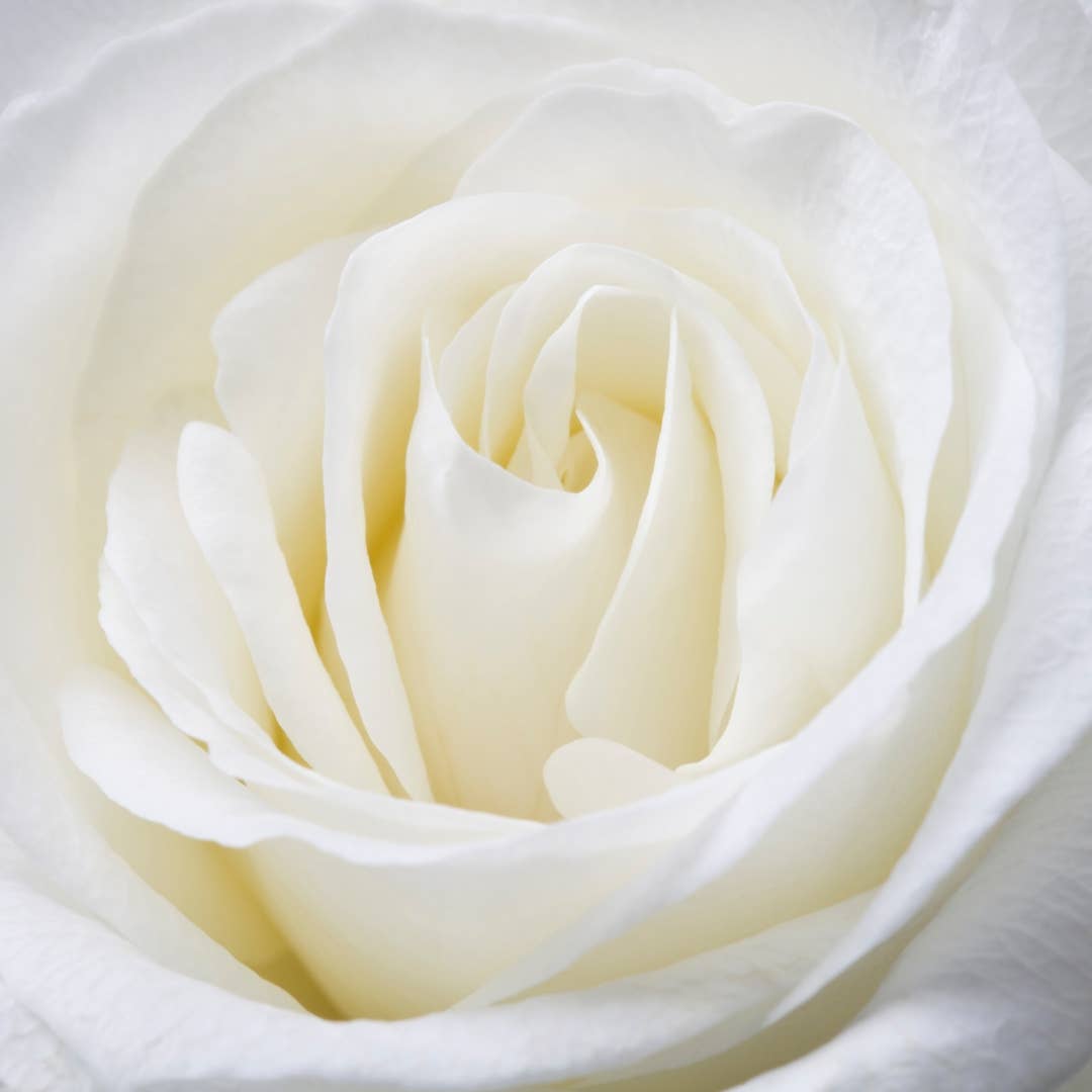 12, 16 Inch Long Premium Preserved Real Red / White Roses