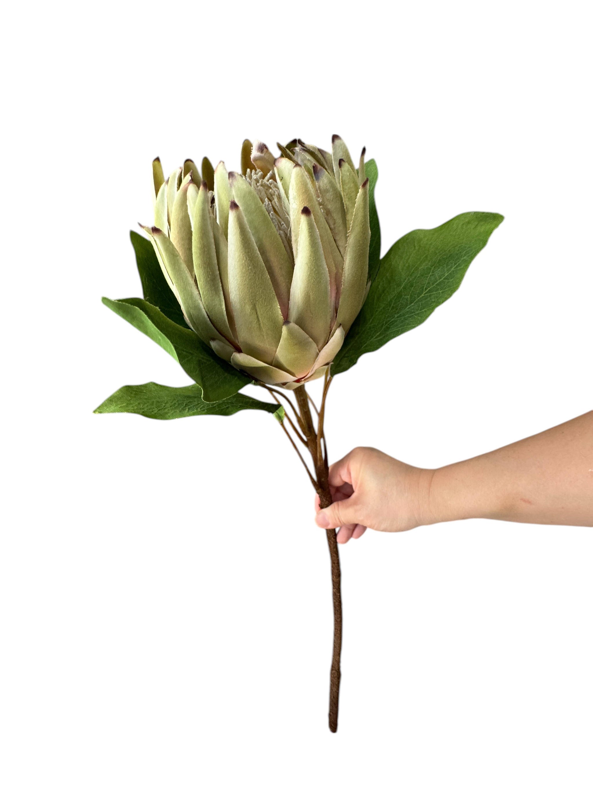 24"Large Extra Bloom Artificial King Protea