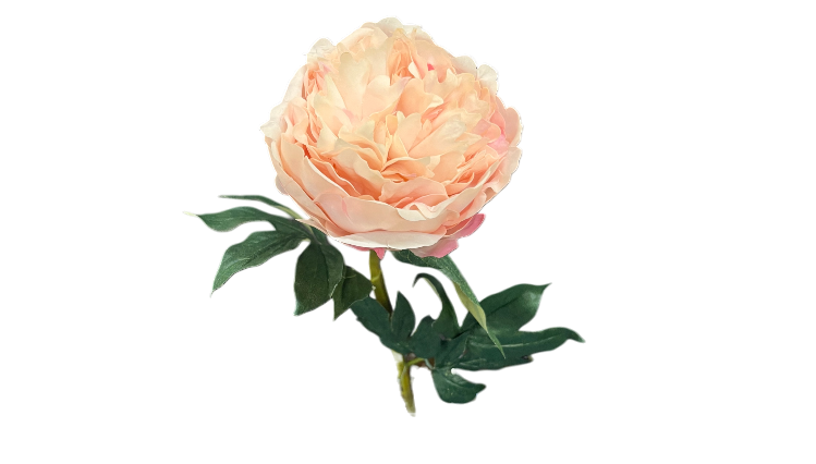 0917 Pink Peony MSRP $31