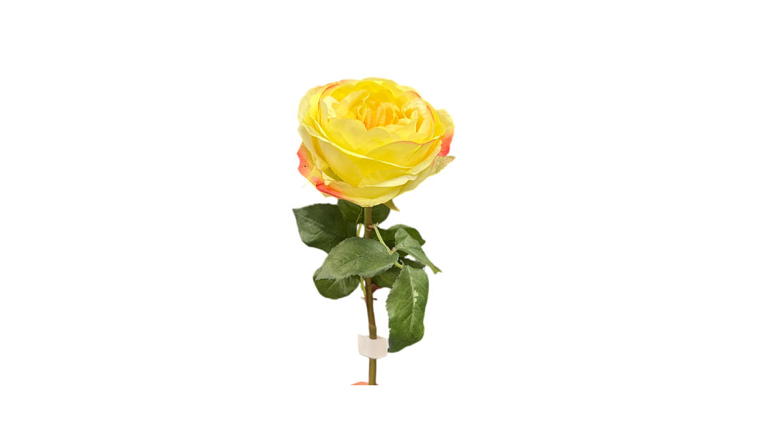 0917 Rose MSRP $32