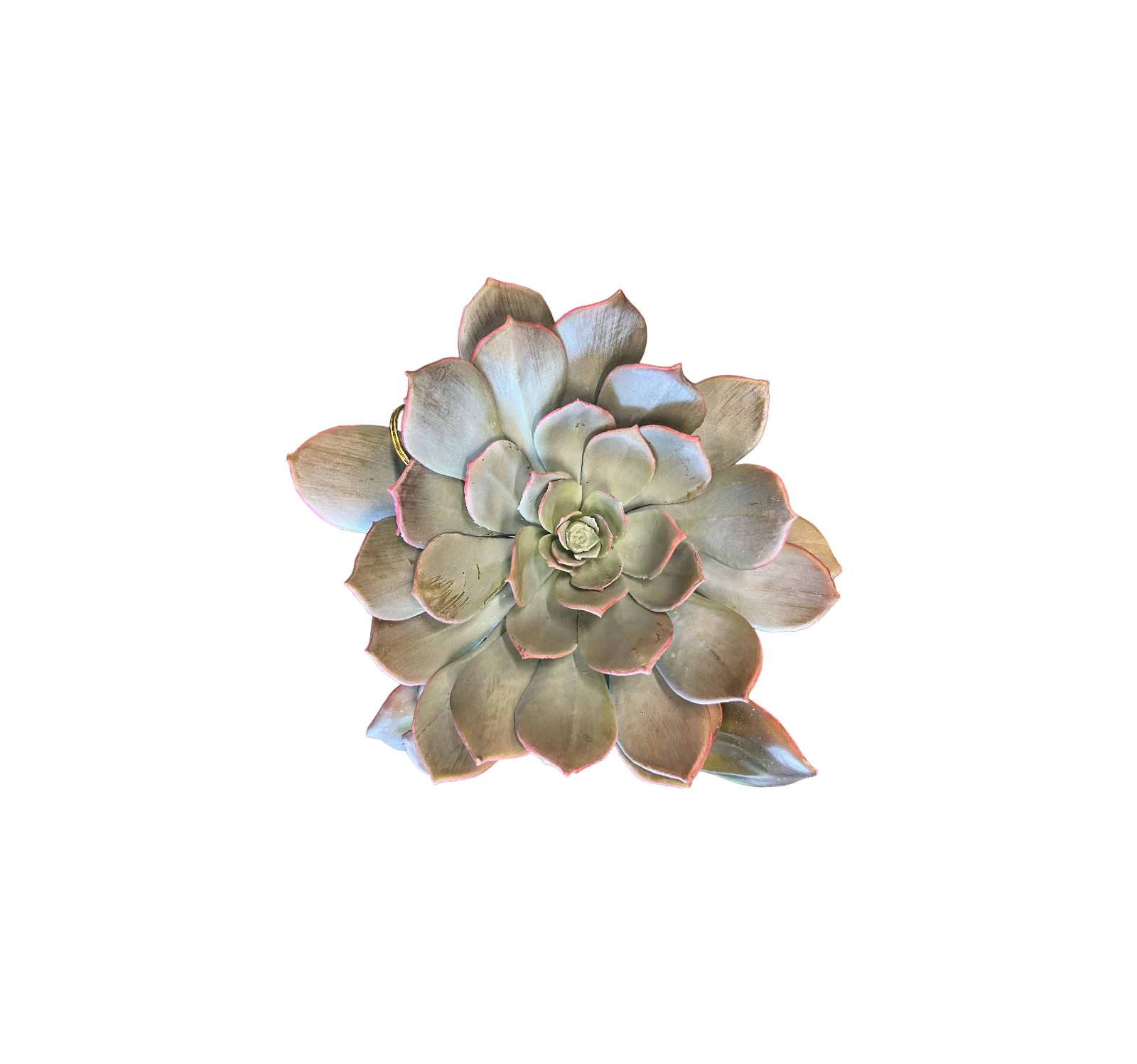 0917 Varied Succulents