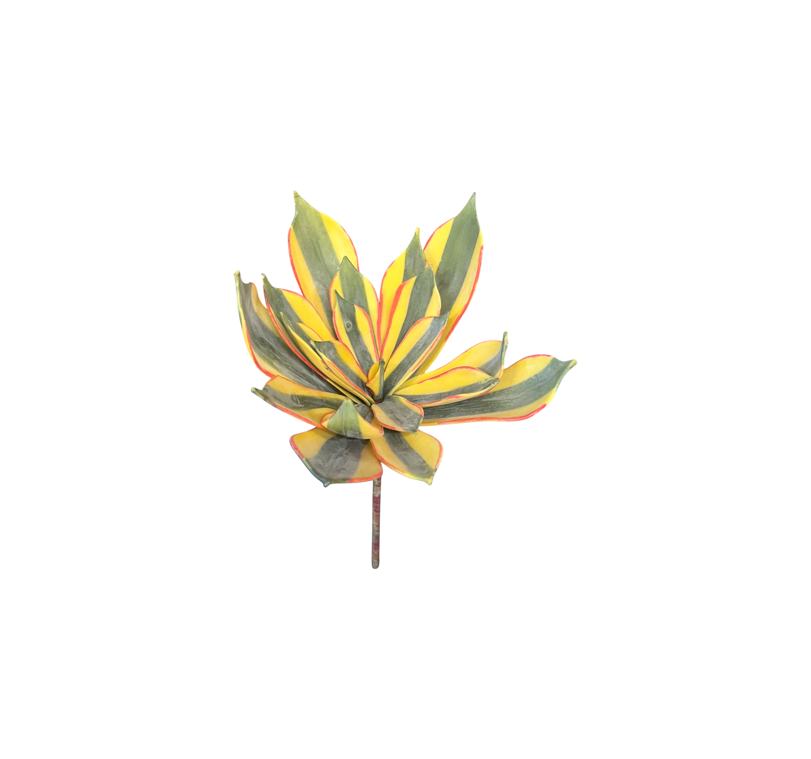 0917 Varied Succulents
