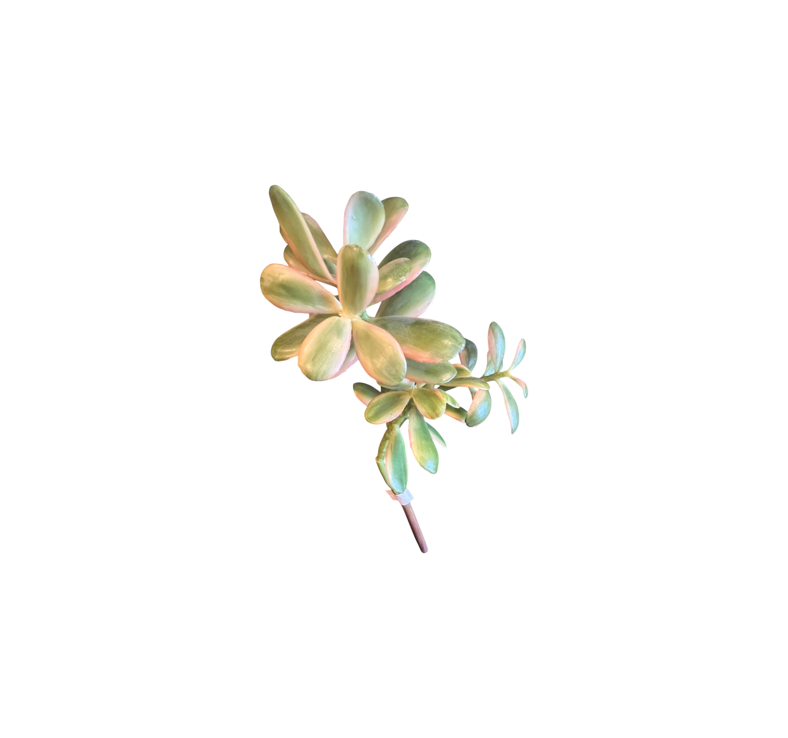 0917 Varied Succulents