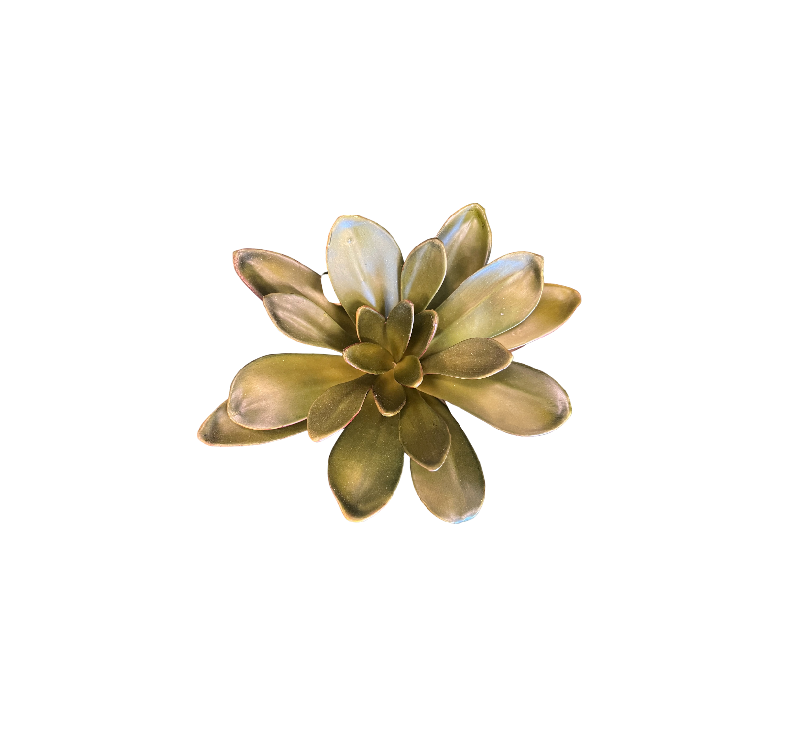 0917 Varied Succulents
