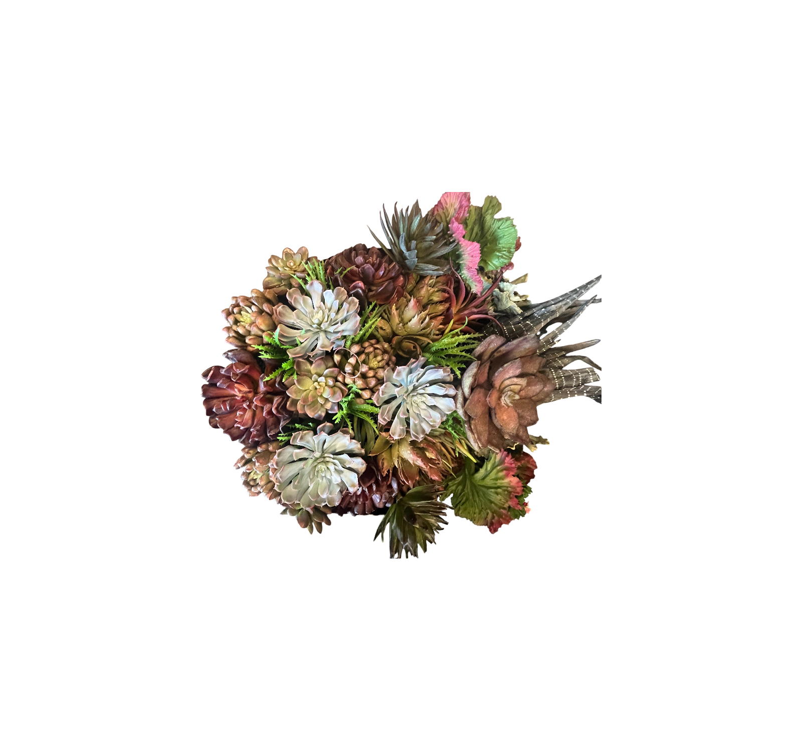 0917 Varied Succulents
