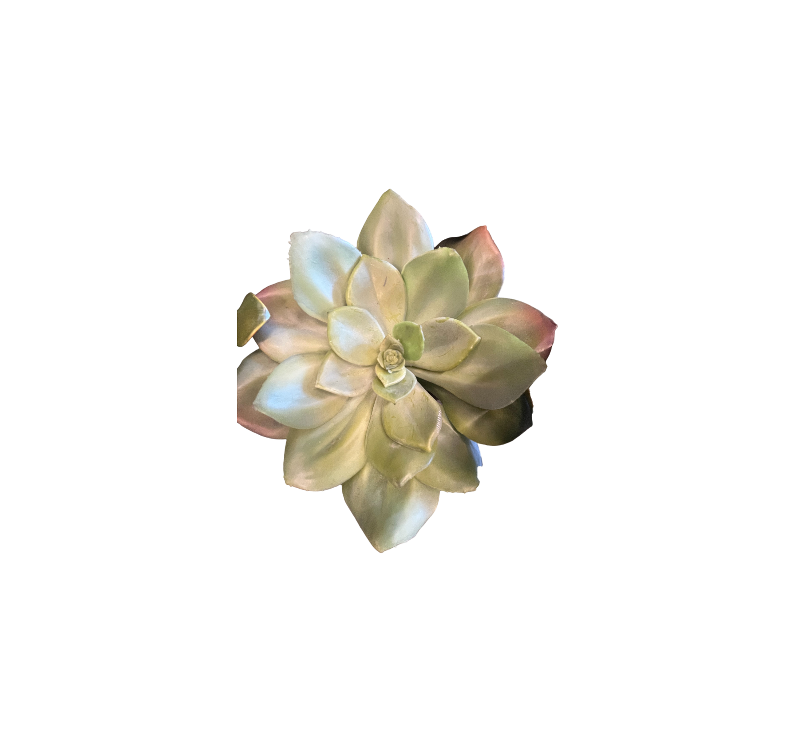 0917 Varied Succulents
