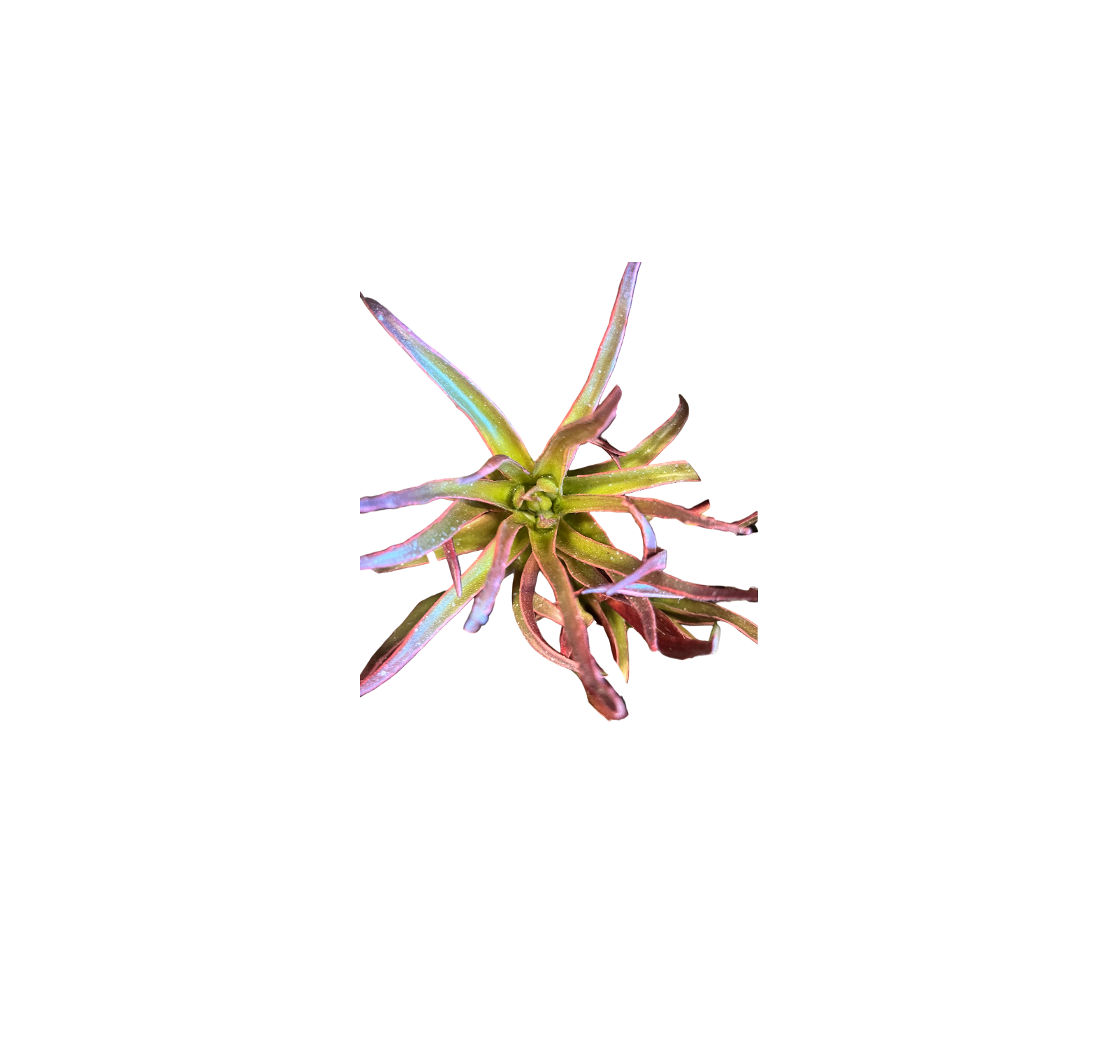 0917 Varied Succulents