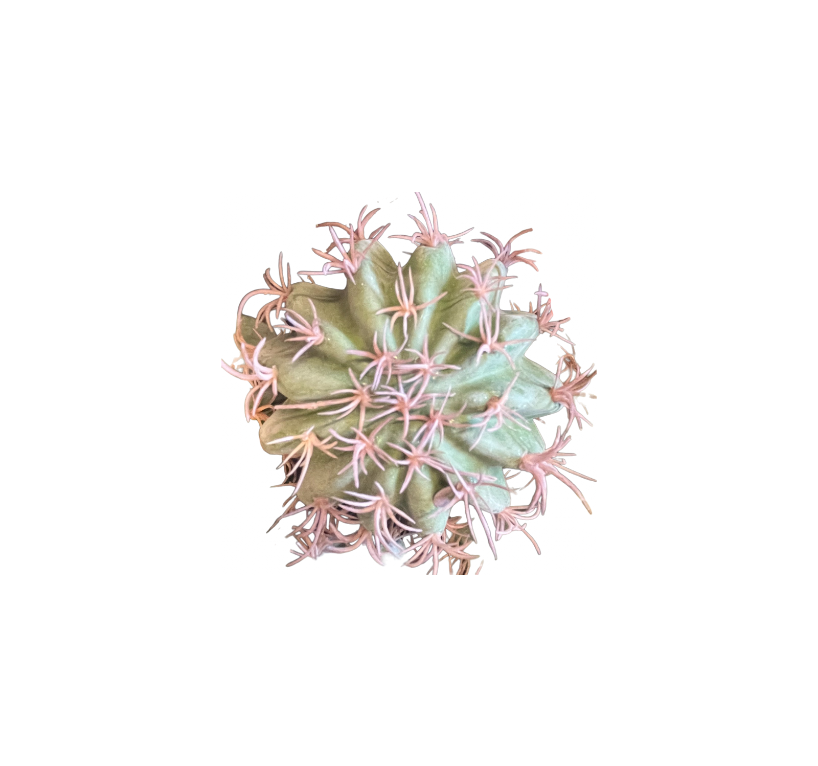 0917 Varied Succulents