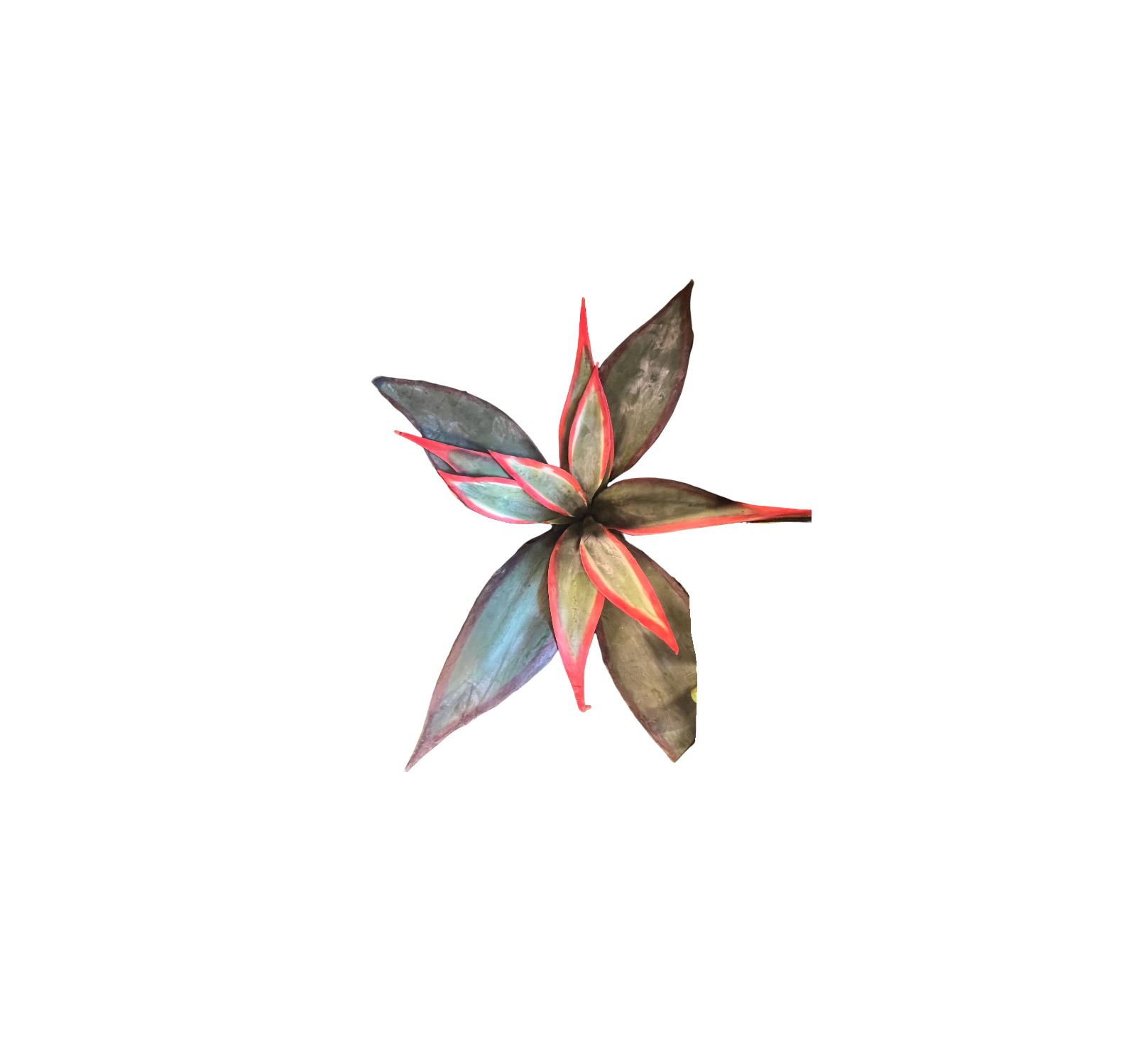 0917 Varied Succulents