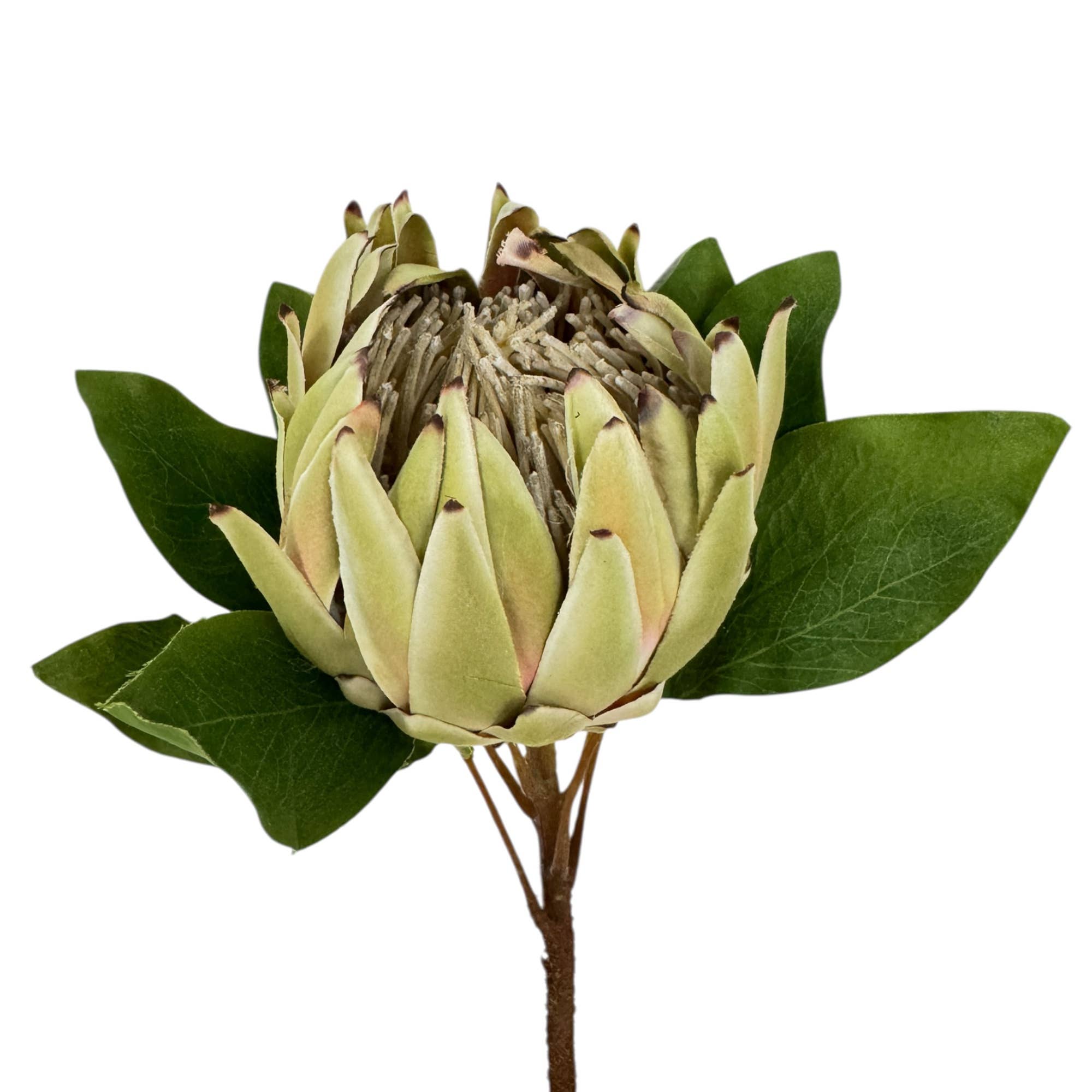 24"Large Extra Bloom Artificial King Protea *