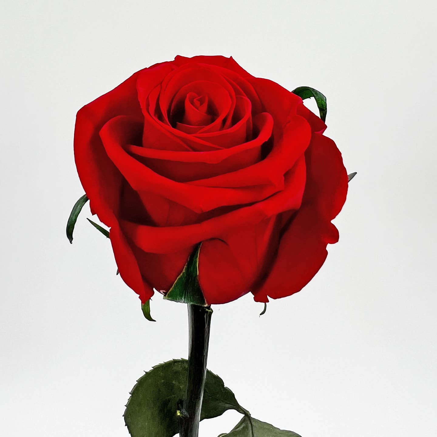 12, 16 Inch Long Premium Preserved Real Red / White Roses