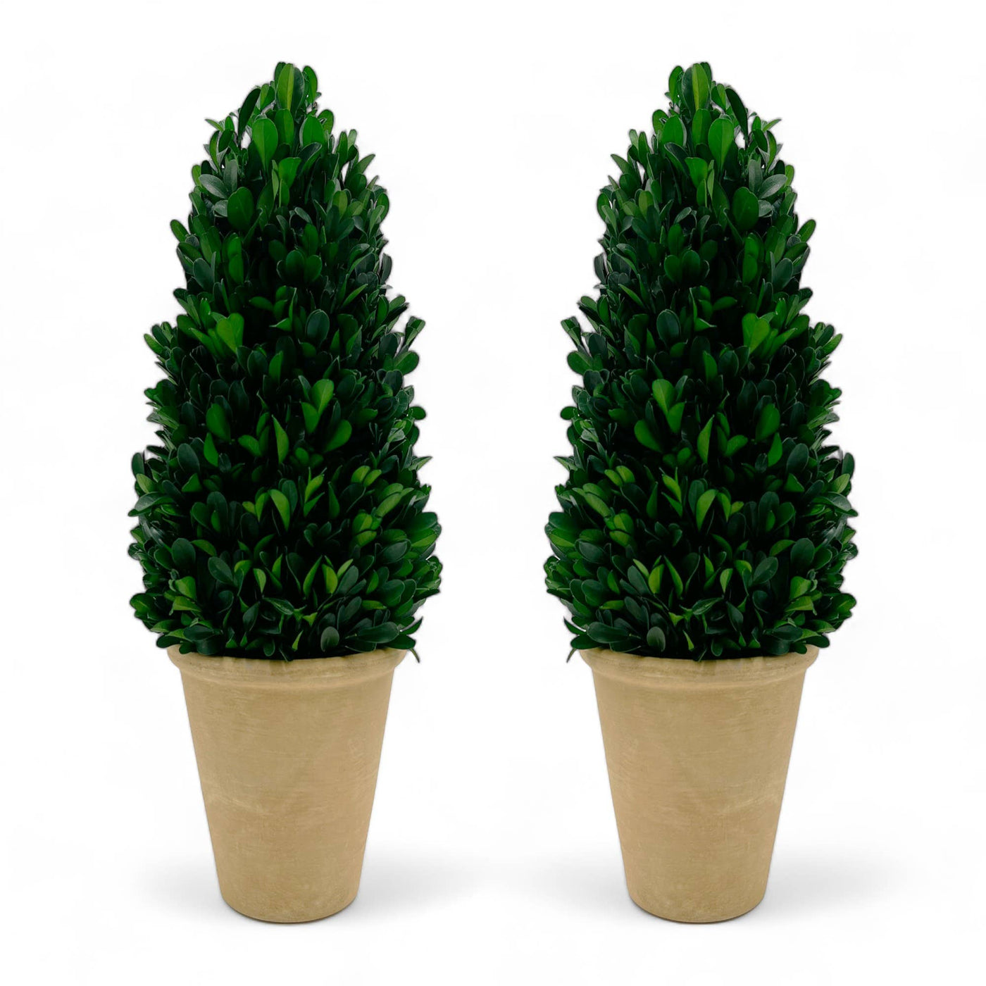 Preserved 16 Inch Green Boxwood Cone Topiary Plant in Pot