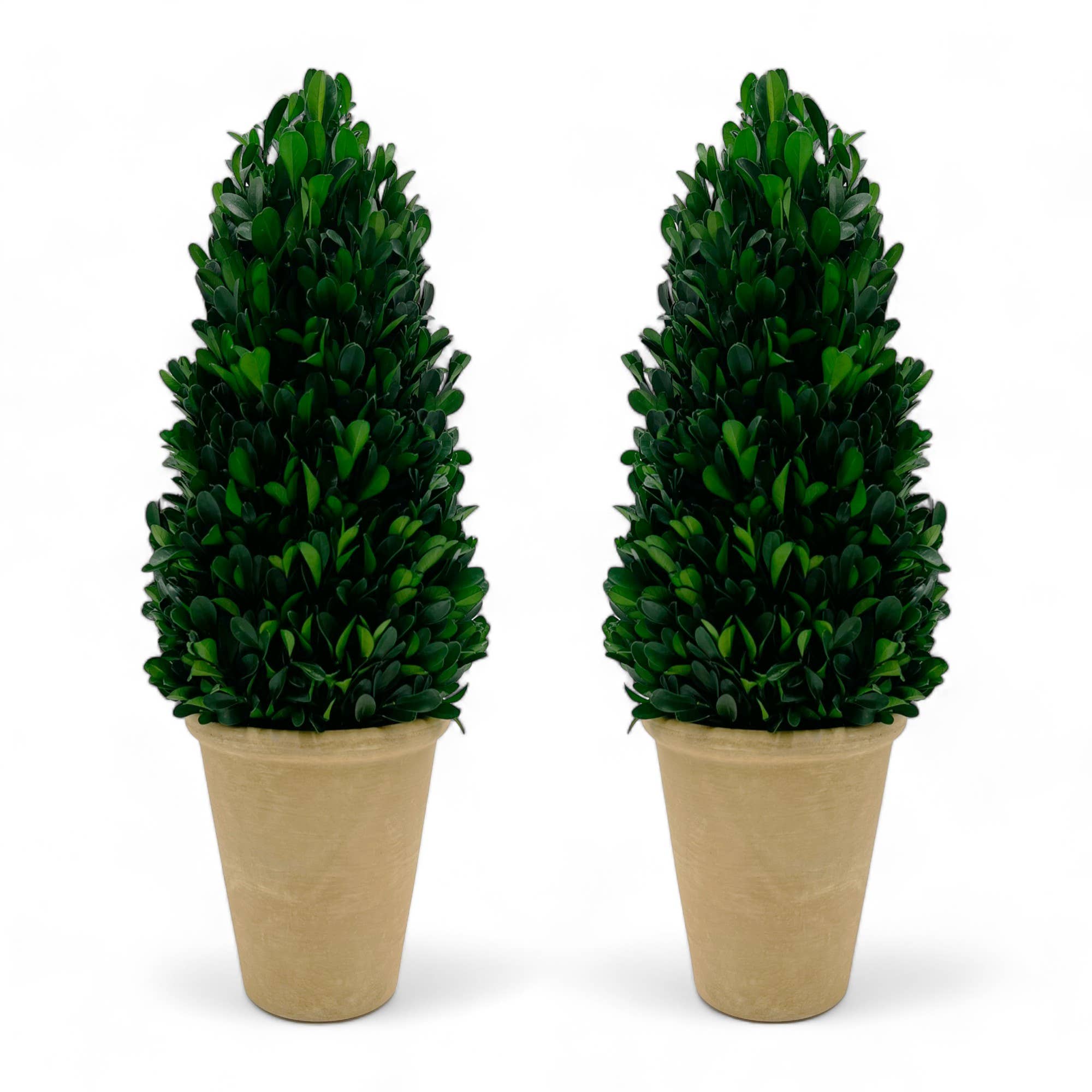 Preserved 16 Inch Green Boxwood Cone Topiary Plant in Pot *