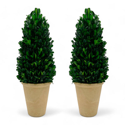 Preserved 16 Inch Green Boxwood Cone Topiary Plant in Pot