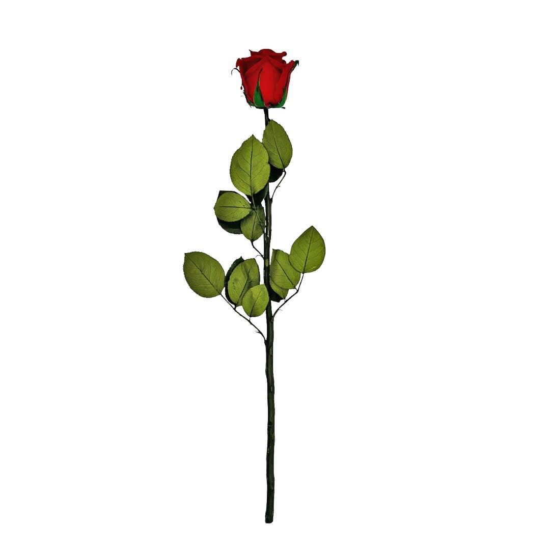 12, 16 Inch Long Premium Preserved Real Red / White Roses