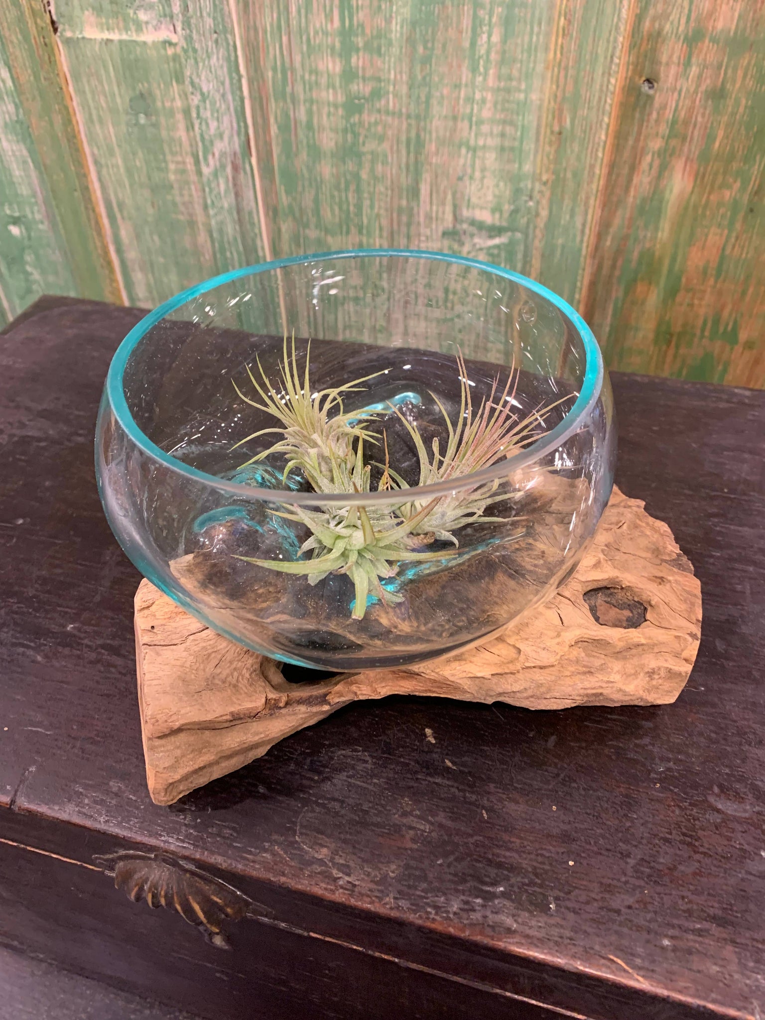 Succulent Dish/Terrarium Hand Blown Glass on Driftwood *