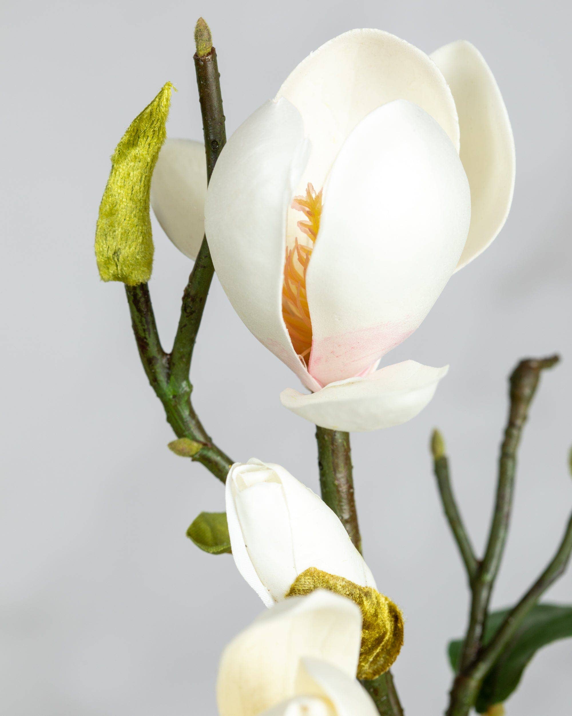 White Magnolia Tulip 20"