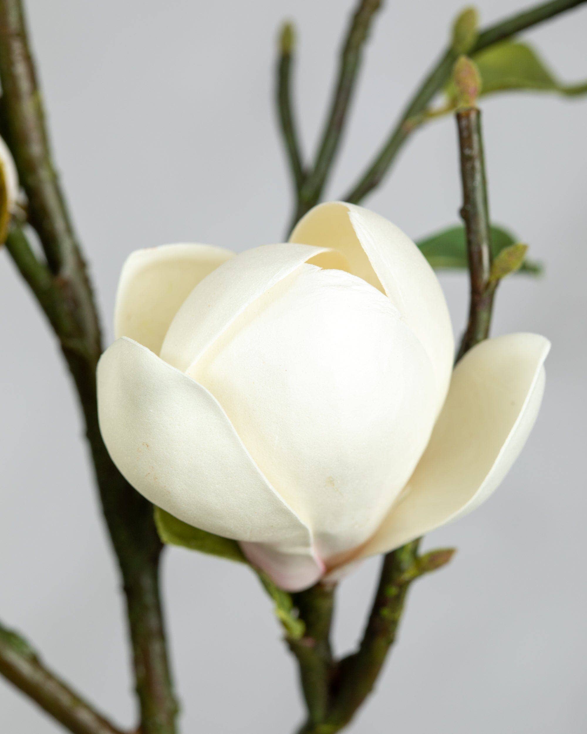 White Magnolia Tulip 20"