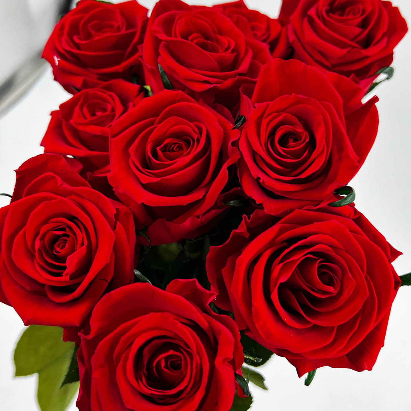 12, 16 Inch Long Premium Preserved Real Red / White Roses