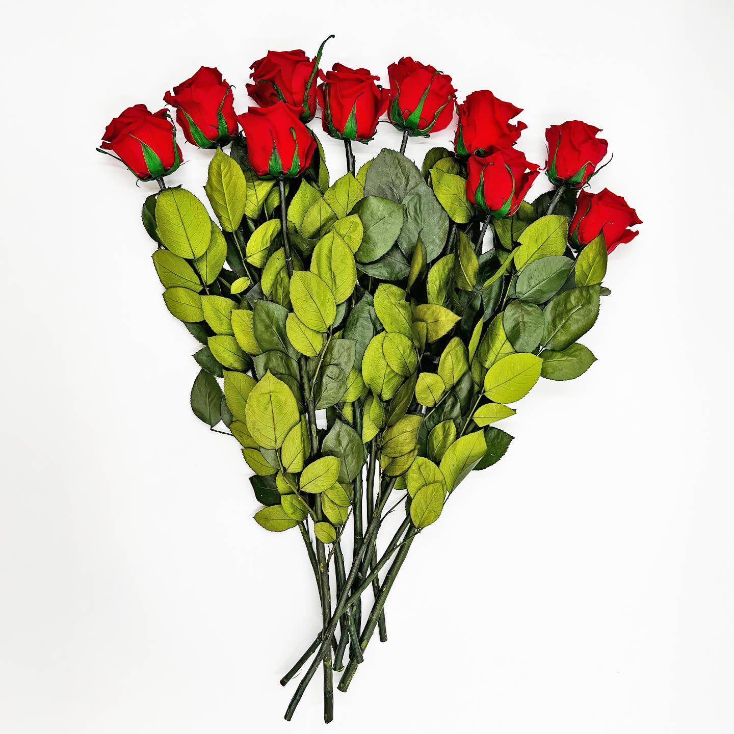 12, 16 Inch Long Premium Preserved Real Red / White Roses