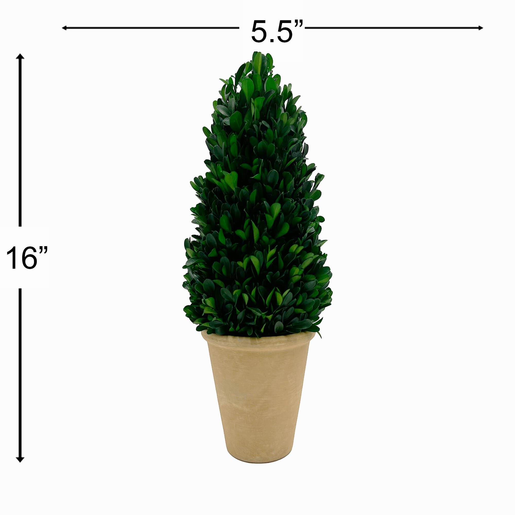 Preserved 16 Inch Green Boxwood Cone Topiary Plant in Pot *