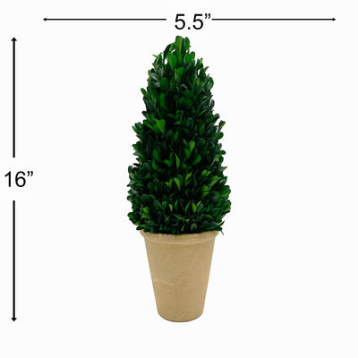 Preserved 16 Inch Green Boxwood Cone Topiary Plant in Pot