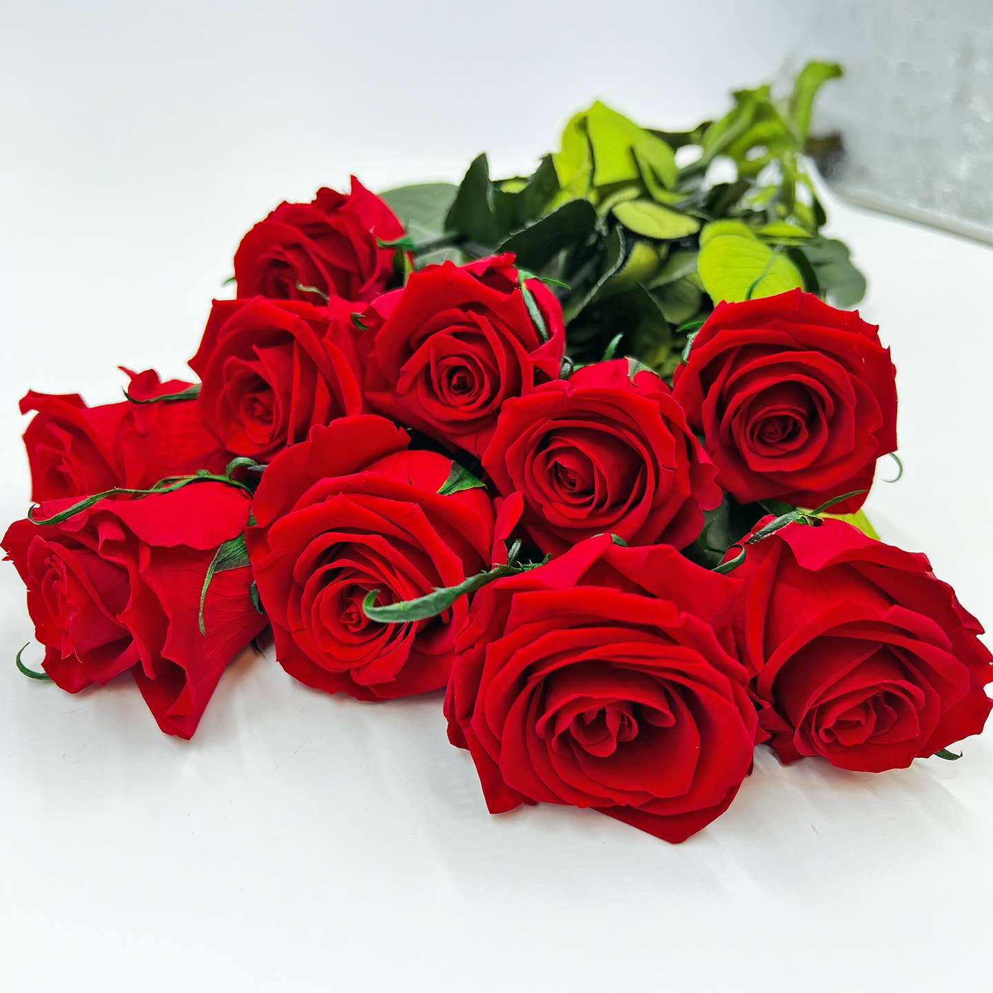 12, 16 Inch Long Premium Preserved Real Red / White Roses
