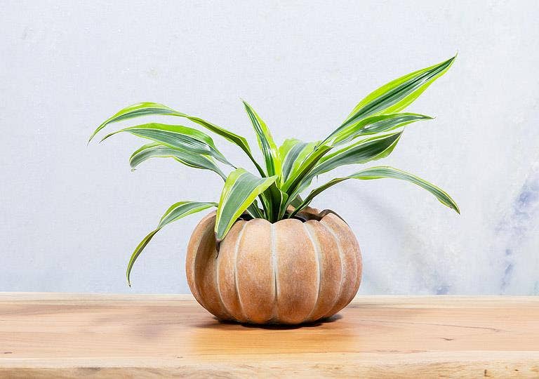 Cement Pumpkin Planter *