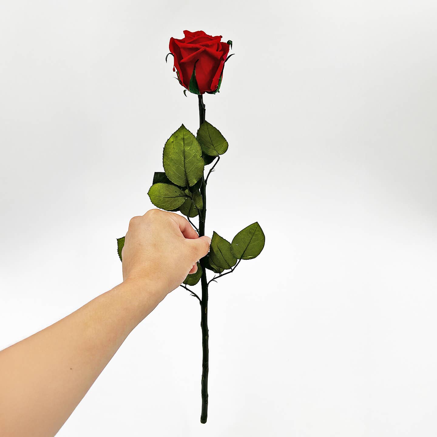 12, 16 Inch Long Premium Preserved Real Red / White Roses