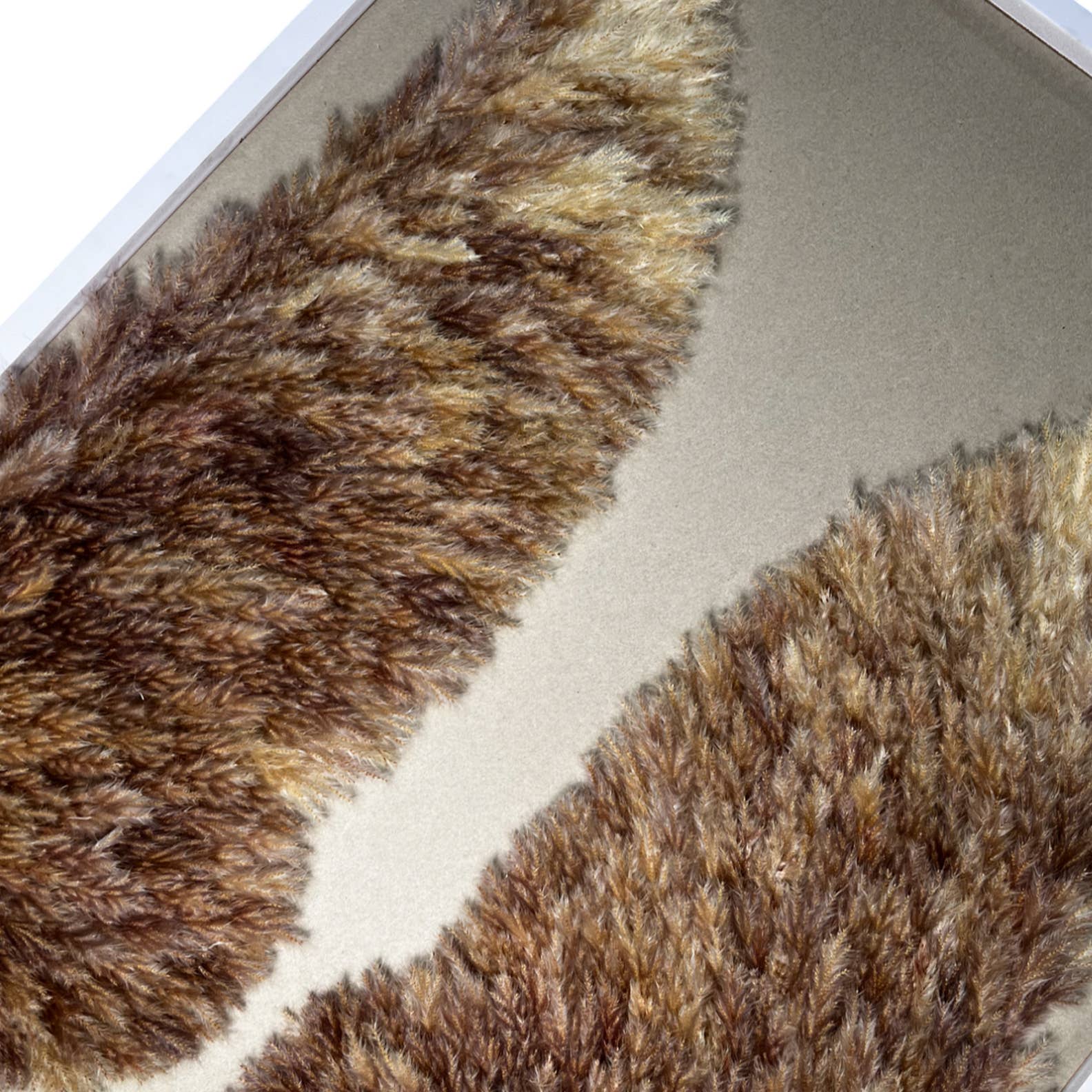 Angel Wing Wall Art Made From Preserved Pampas Grass 40"